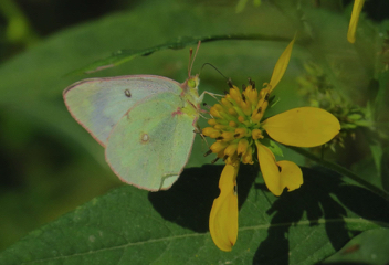 Orange Sulphur female